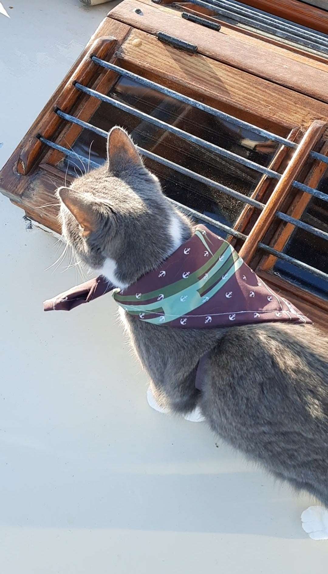 Nautical pet bandana cat