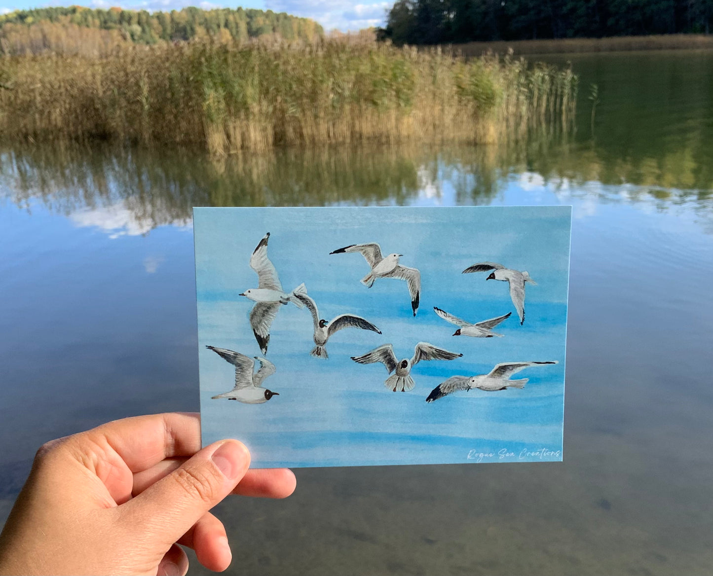 Postcard Flying Seagulls