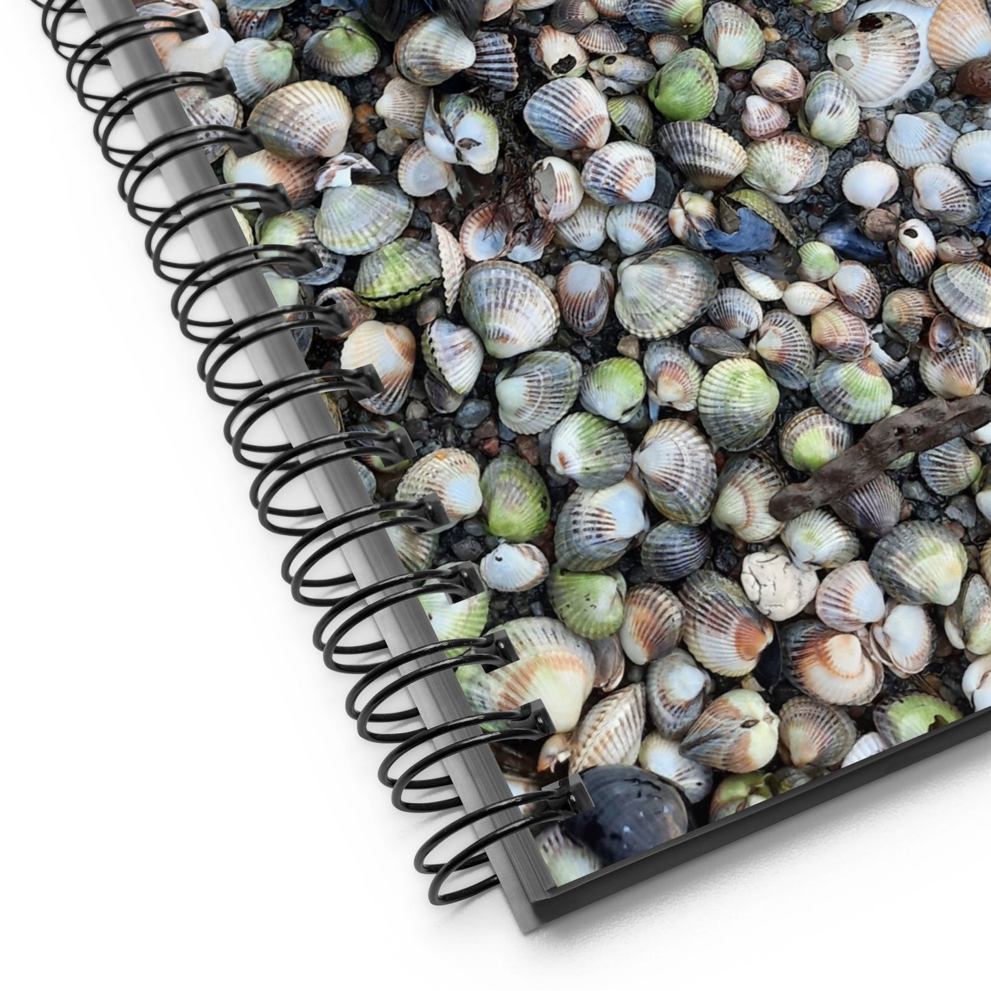 Seashells notebook